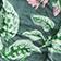 Green Floral