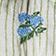 Blue Hydrangea