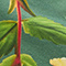 Botanica