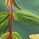 Botanica