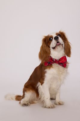 Barbour Tartan Dog Bow Tie