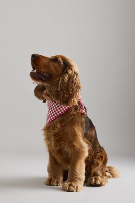 The Foggy Dog Gingham Hunde-Halstuch
