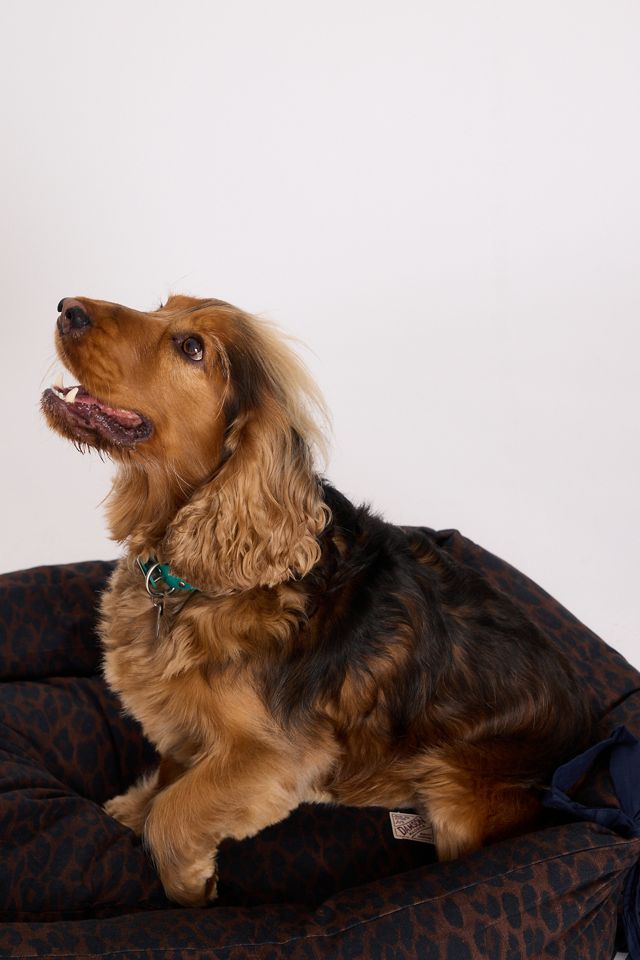 Damson Madder Leoparden-Hundebett #4