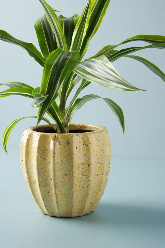 Sonny Pot #3