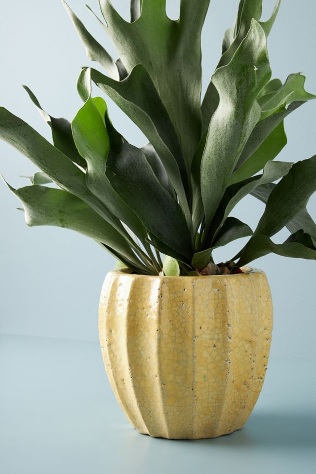 Sonny Pot #5