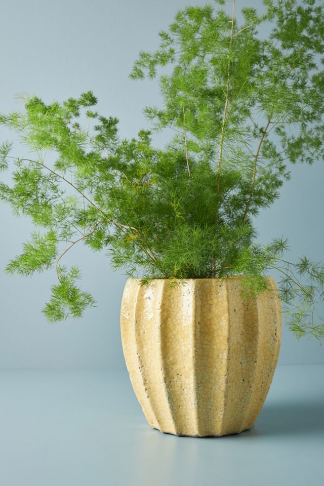 Sonny Pot #7