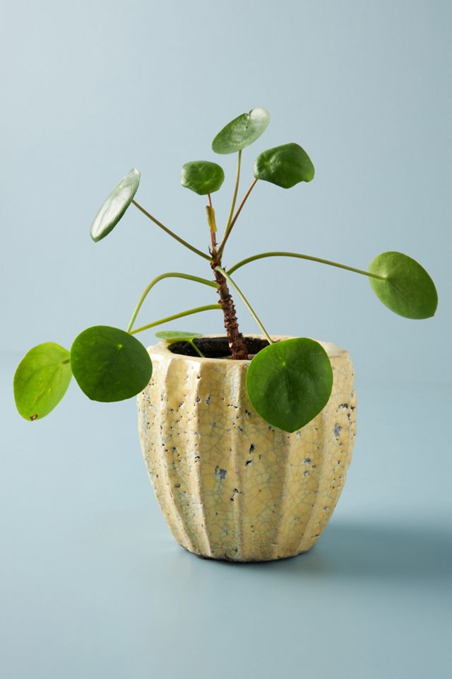 Sonny Pot #1