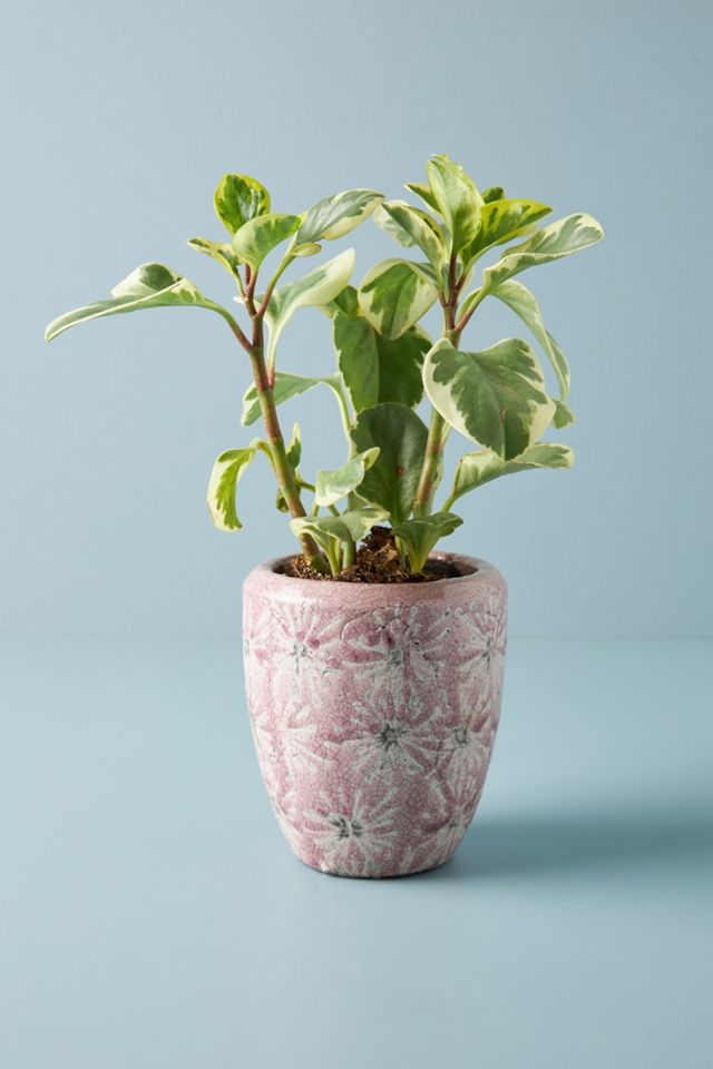 Beatrice Pot #1