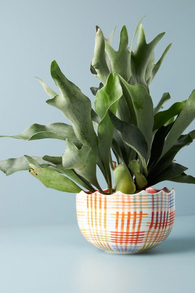 Ginny Gingham Plant Pot #1