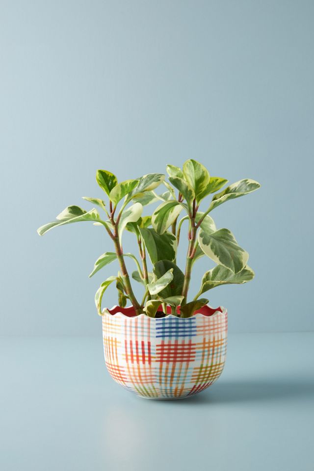 Ginny Gingham Plant Pot #4