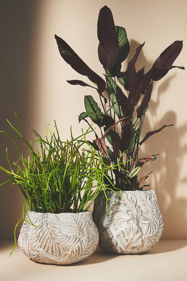 Amapa Concrete Leaf Pot #2