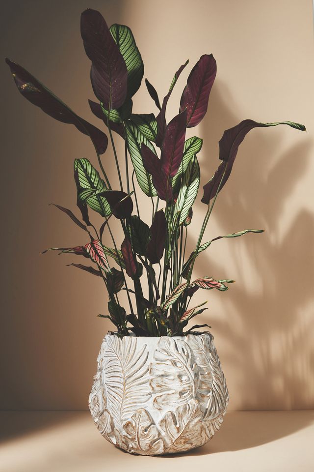 Amapa Concrete Leaf Pot #5