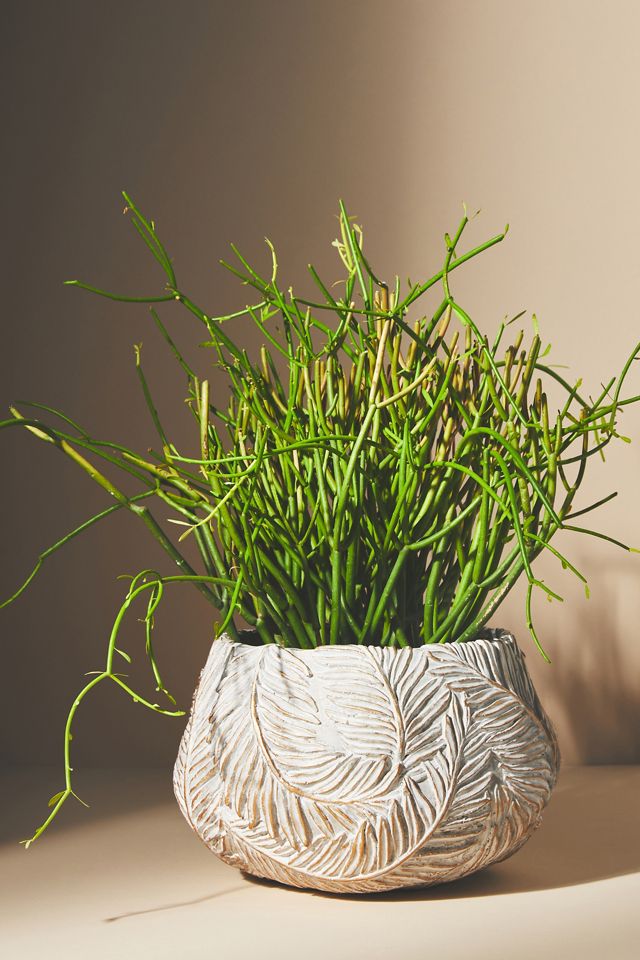 Amapa Concrete Leaf Pot #1
