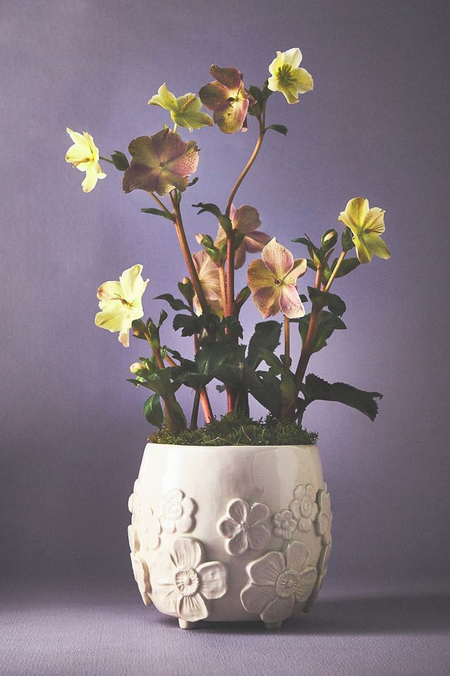 Francesca Kaye Garden Pot #1