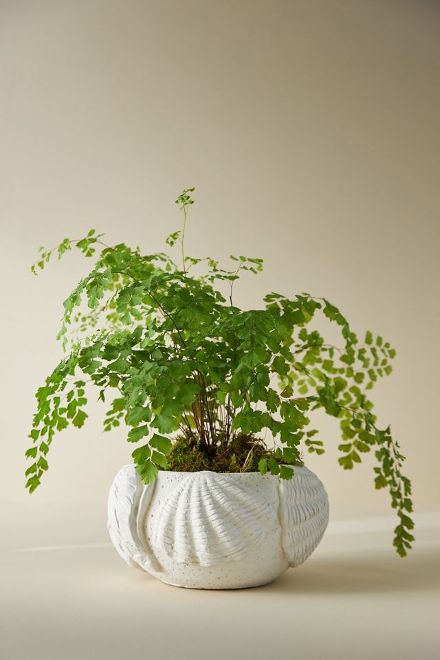Coastal Garden Pot #2