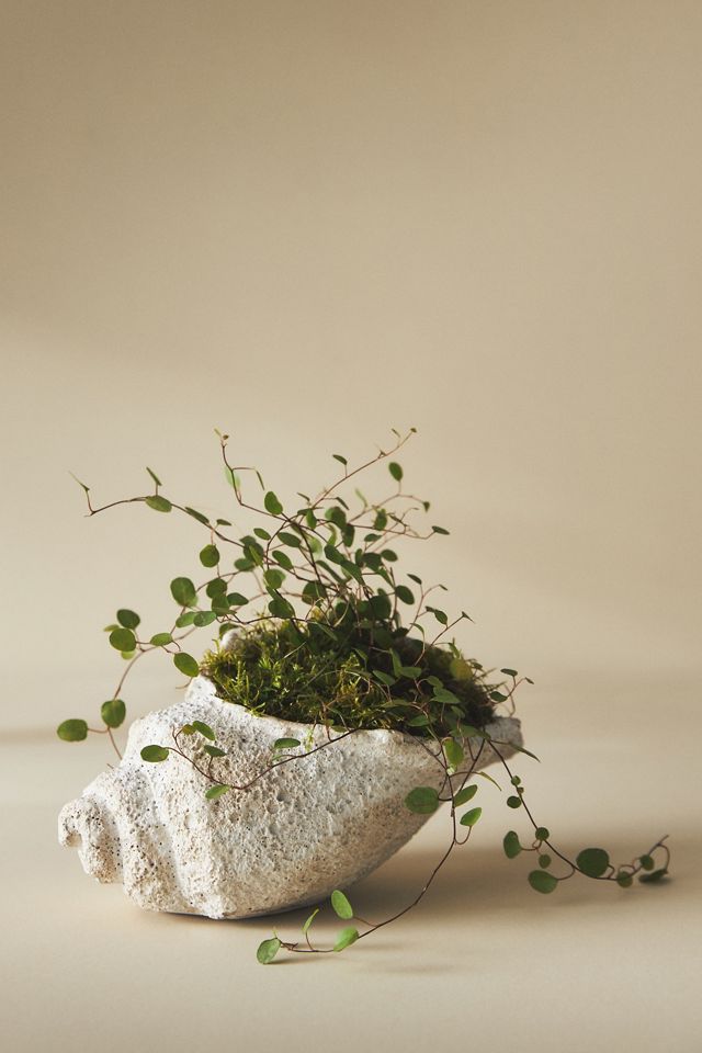 Seascape Cement Vessel #1