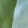 Blue/Green