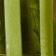 Green Stripe - Large