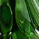 Green Tree