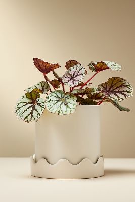 Shop Anthropologie Scalloped Ceramic Pot