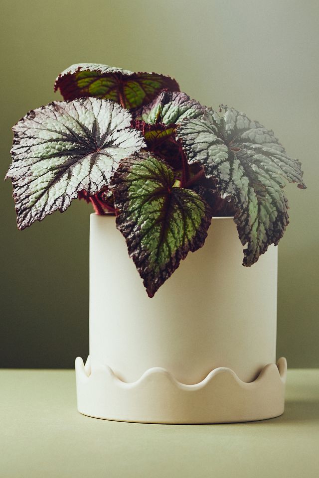 Pot de fleurs en céramique festonné #3