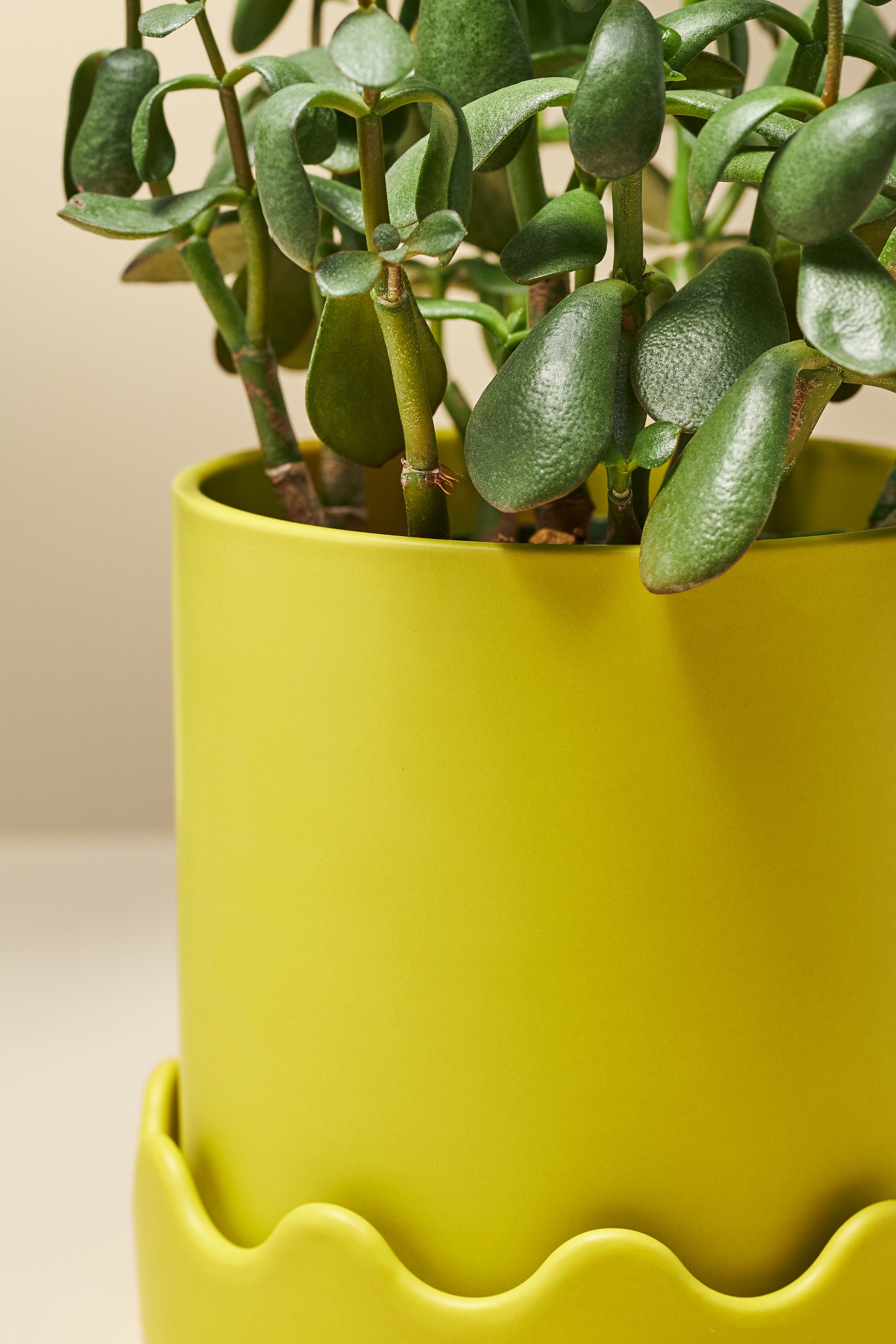 Scalloped Ceramic Pot