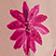 Lilac/Pink Tall