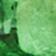 Green / Wheat / Clear