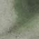 Moss
