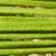 Green - Medium