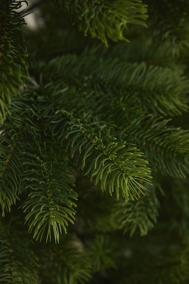 Everlands Kenmore Fir Artificial Christmas Tree, 8ft (240cm) #1