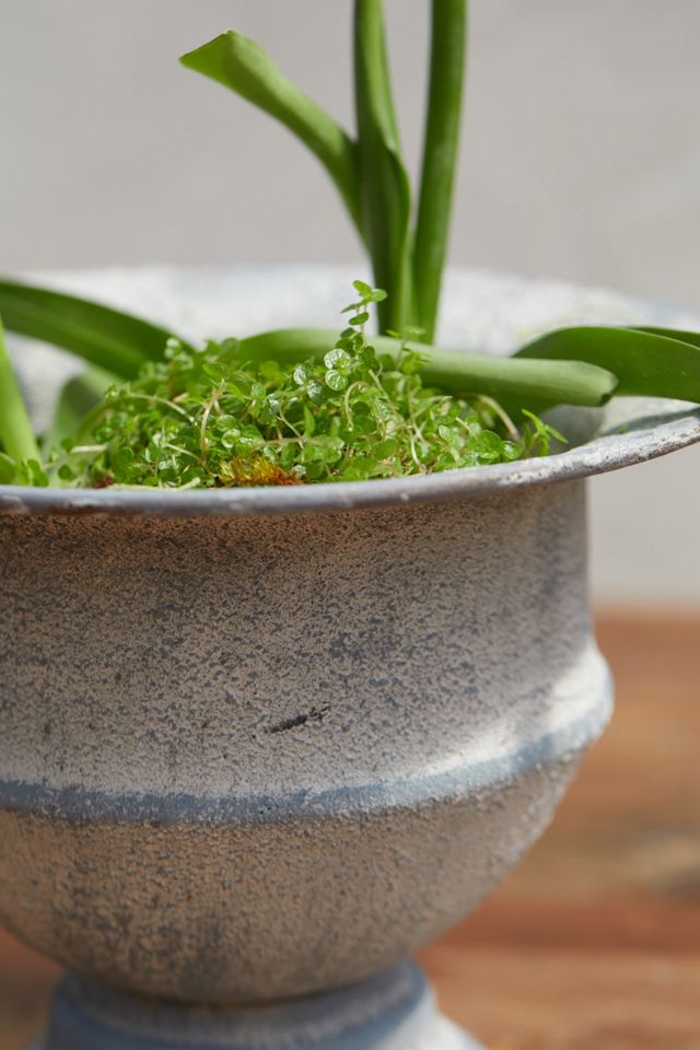 Maidenhair Urn Planter #2