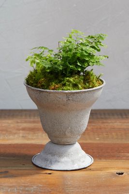 Parlor Urn Planter