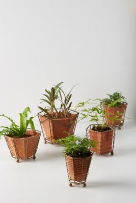 Caged Pot Set