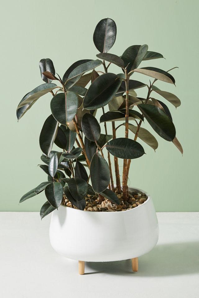 Oversized Ceramic Planter