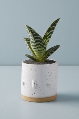 Face Planter