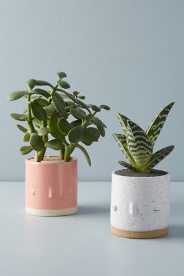 Face Planter