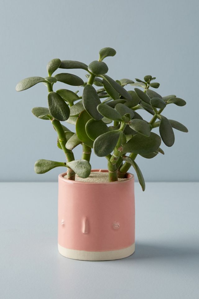 Face Planter #1