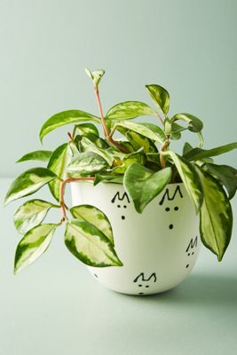 Finca Planter