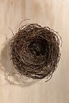 Dried Angel Vine Nest #2