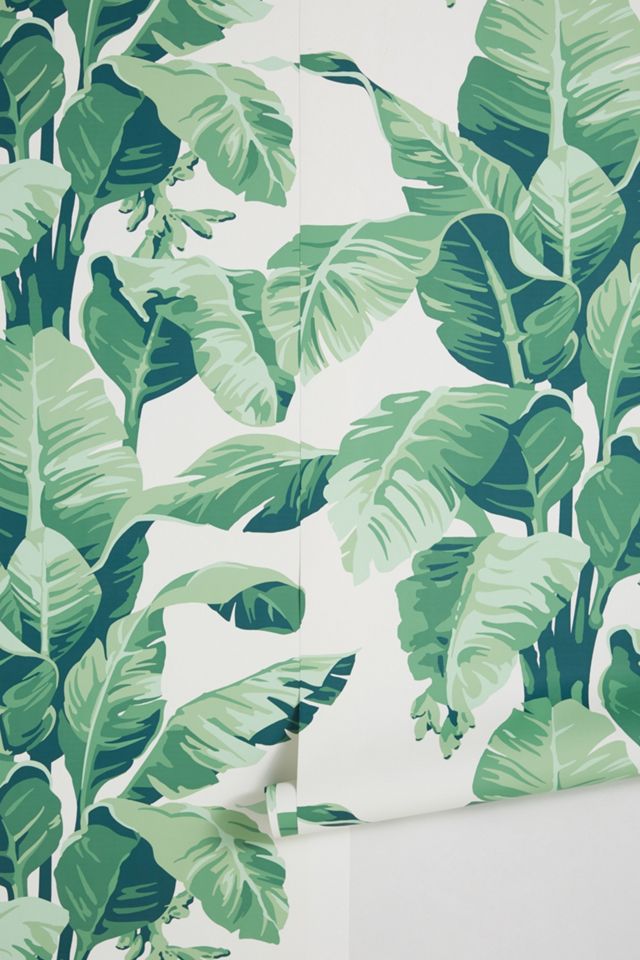 Pacifico Palm Wallpaper #1