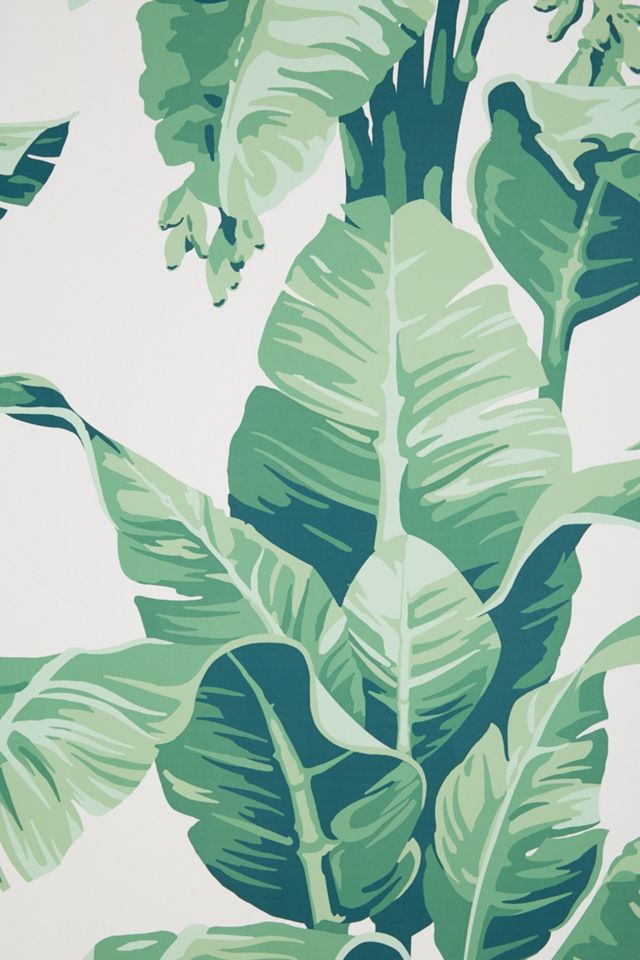 Pacifico Palm Wallpaper #2