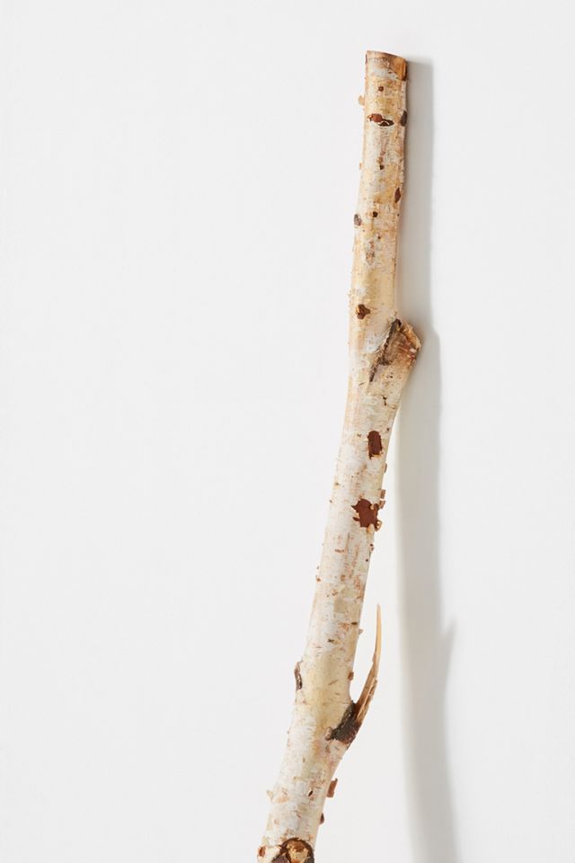 Decorative Birch Branch #1