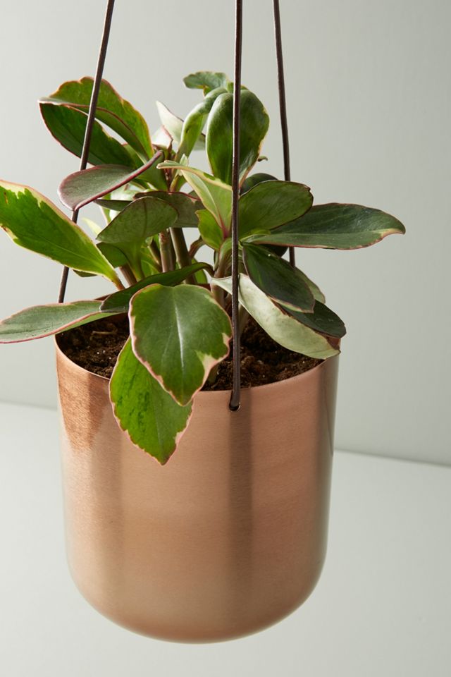 Copper Hanging Planter #1