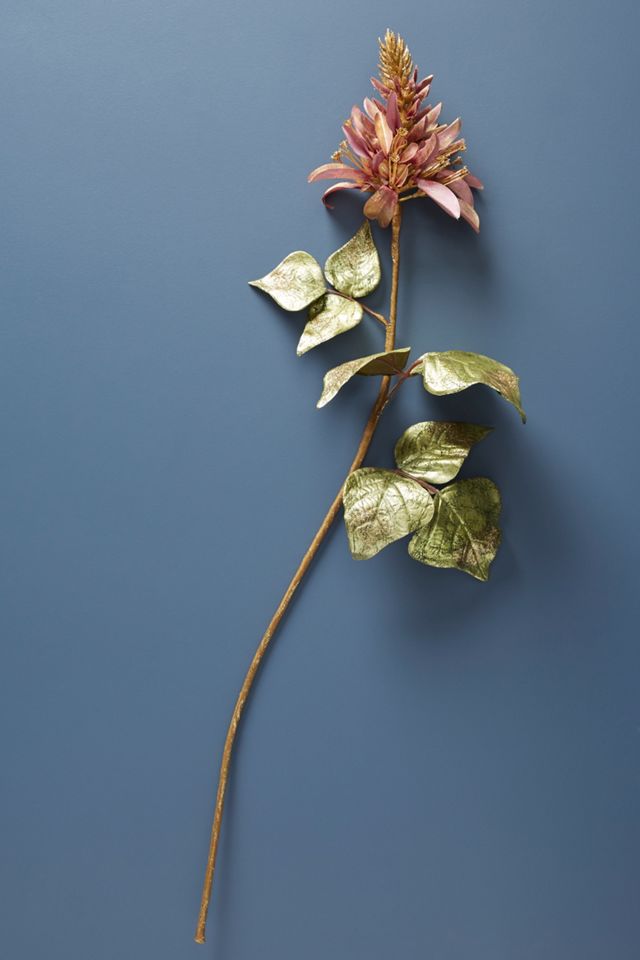 Erythrina Stem #1