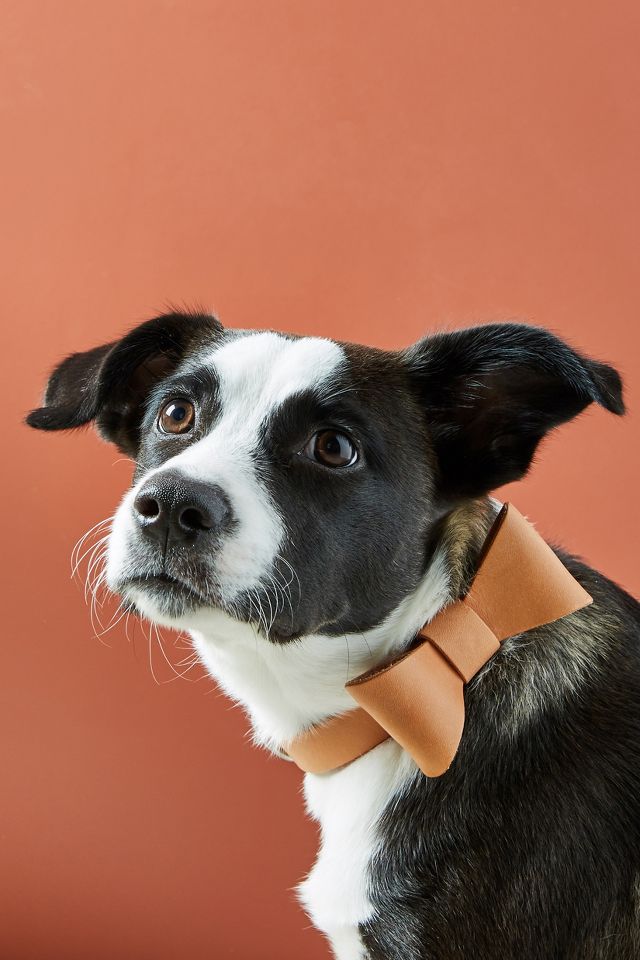 Leather bow tie dog on sale collar