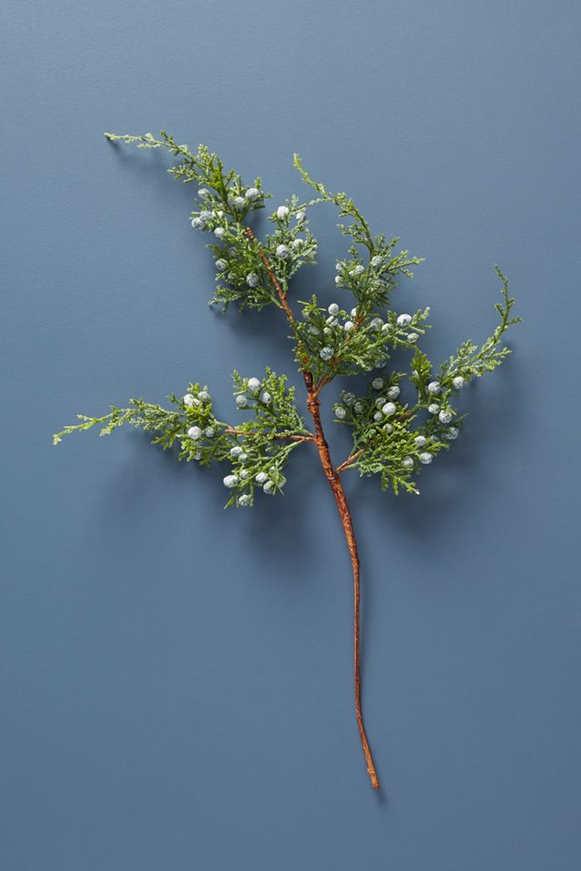 Juniper Branch #1