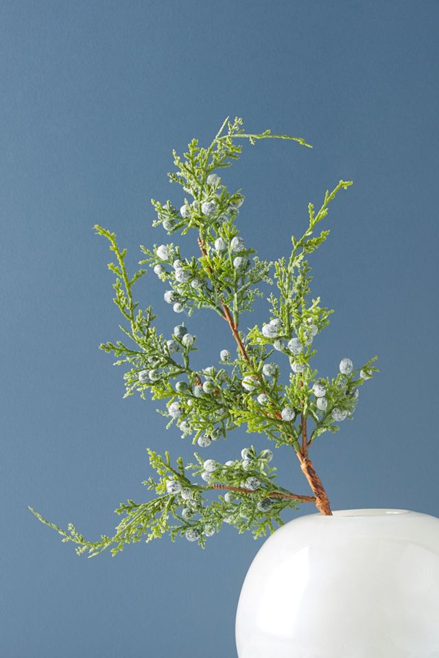Juniper Branch