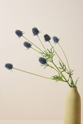 Blue Thistle Stem