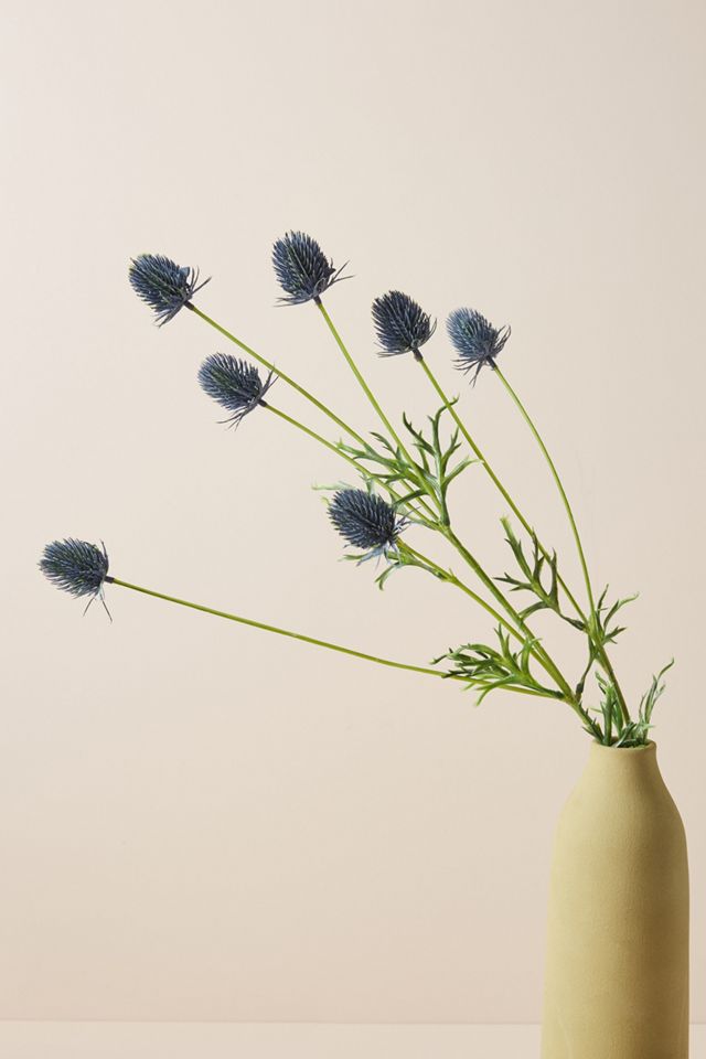 Blue Thistle Stem